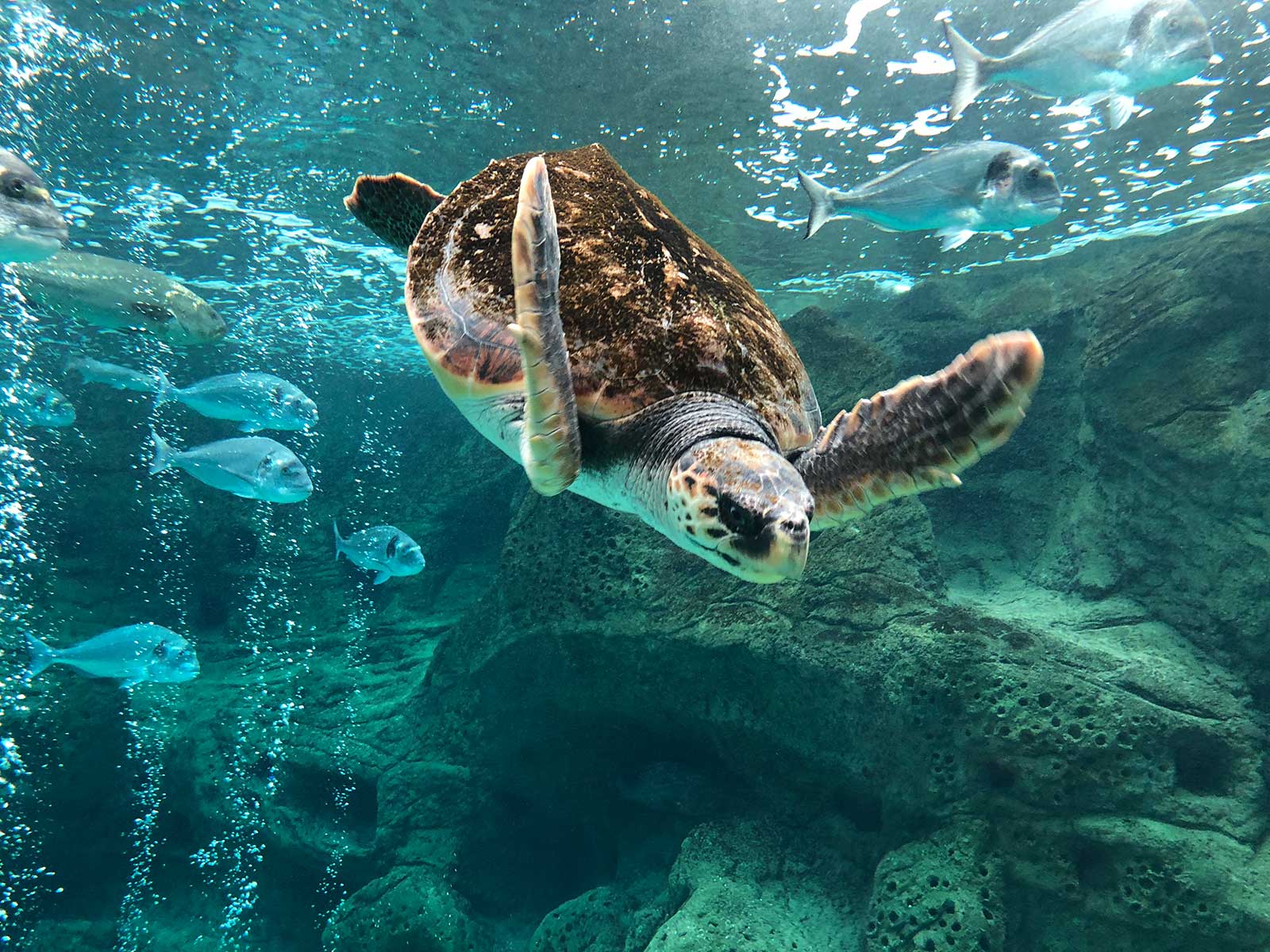 Orama Villa - Cretaquarium